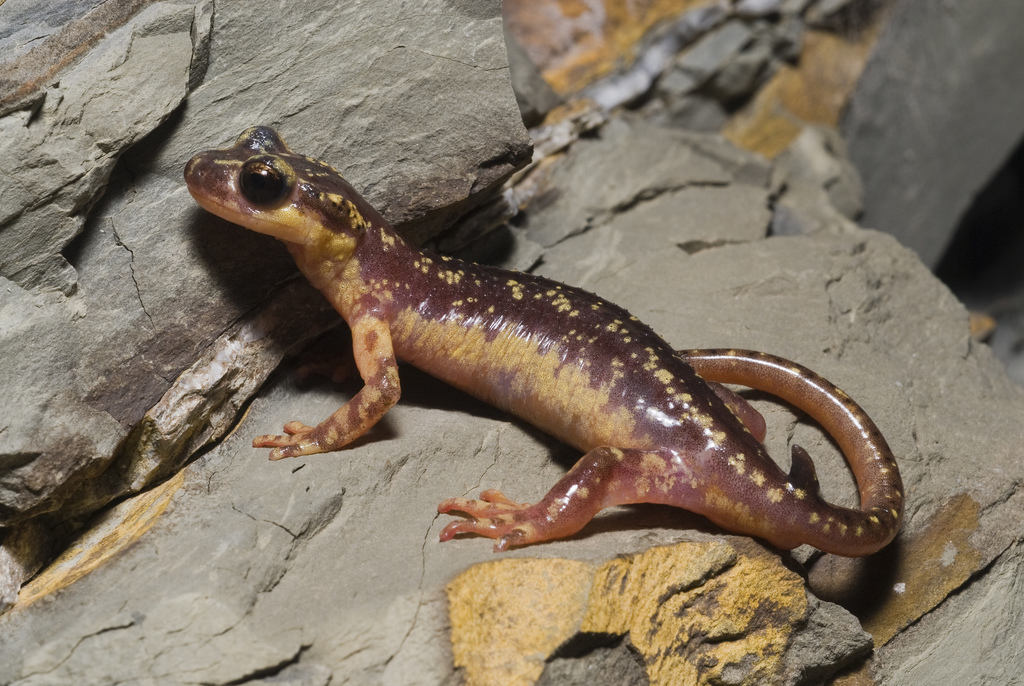 Karpathos Salamander