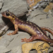Karpathos Salamander - Photo (c) Benny Trapp, some rights reserved (CC BY)