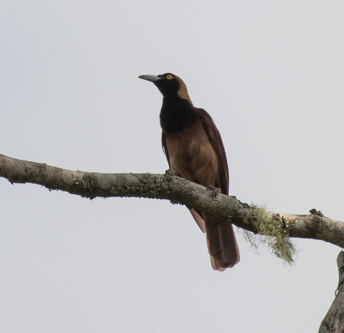 Raggiana Bird-of-paradise (Paradisaea raggiana), photo 6