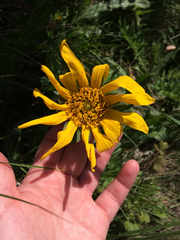 Wyethia