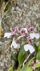 Rodriguezia decora