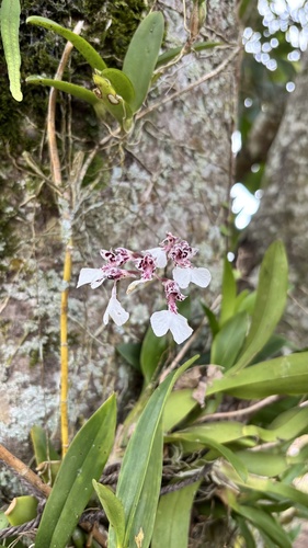 Rodriguezia decora, photograph 2