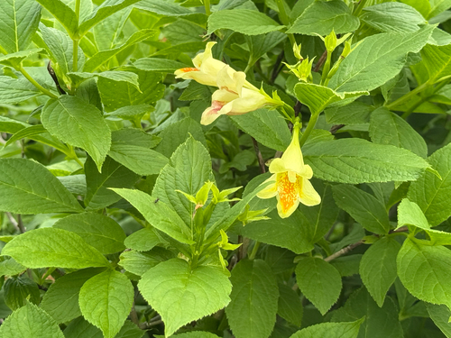 Weigela middendorffiana