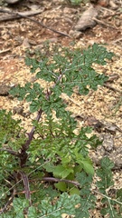 Solanum atropurpureum, photograph (c) Nicollas Michels, some rights reserved (CC BY-SA)