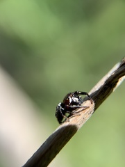 Metaphidippus manni
