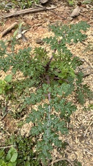 Solanum atropurpureum, photograph (c) Nicollas Michels, some rights reserved (CC BY-SA)