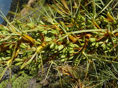 Aciphylla glaucescens