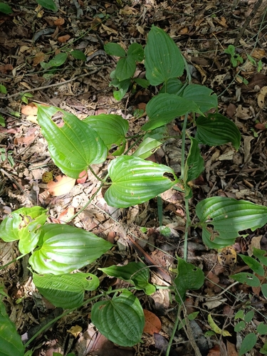 Stemona tuberosa