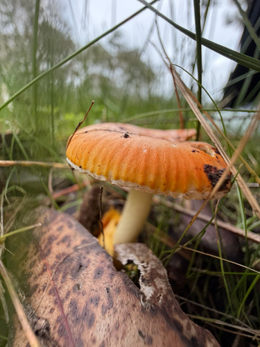 Vermilion Amanita