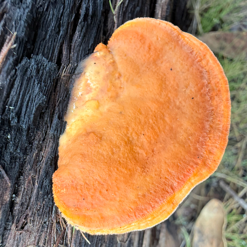 Southern Cinnabar Polypore