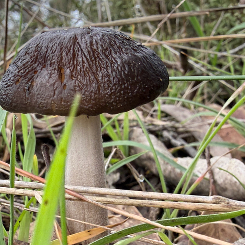Oudemansiella gigaspora