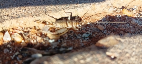 Tropical House Cricket