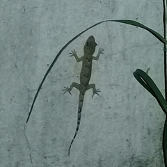 Hemidactylus mabouia