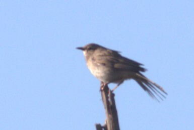 Rufous Songlark (Cincloramphus mathewsi), photo 8