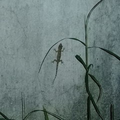 Hemidactylus mabouia