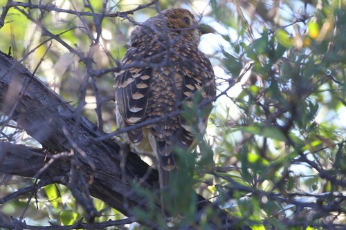 Spotted Bowerbird (Chlamydera maculata), photo 5