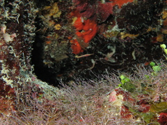 Lucayablennius zingaro