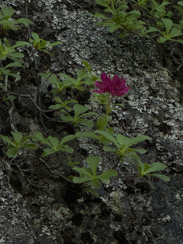 Rhododendron camtschaticum, photograph 2