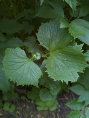 Parasenecio kamtschaticus, photograph (c) Nikita Lavrenov, some rights reserved (CC BY)
