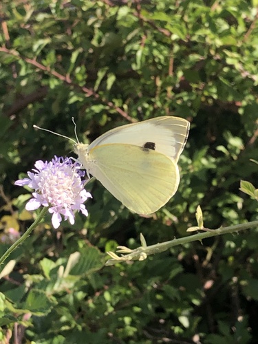 Large White