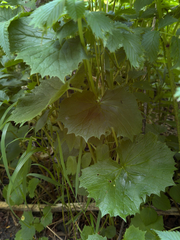 Parasenecio kamtschaticus, photograph (c) Nikita Lavrenov, some rights reserved (CC BY)