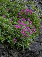 Rhododendron camtschaticum
