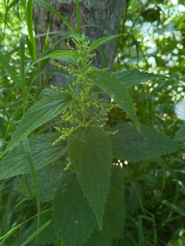 Urtica platyphylla, photograph 2