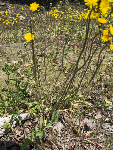 Pilosella floribunda, photograph 3