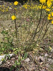 (c) Nikita Lavrenov, some rights reserved (CC BY) Pilosella floribunda, photograph (c) Nikita Lavrenov, some rights reserved (CC BY)