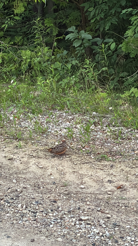 American Woodcock observed by wes_kozelenko