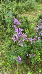 Thalictrum delavayi
