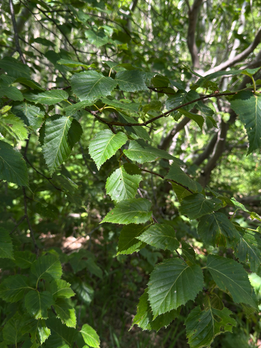 Betula ermanii, photograph 2