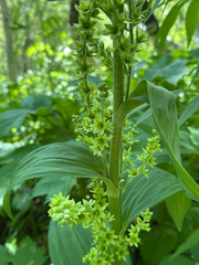 Veratrum oxysepalum, photograph (c) Nikita Lavrenov, some rights reserved (CC BY)