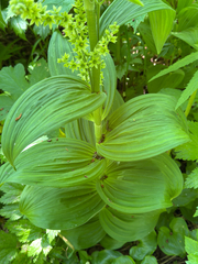 Veratrum oxysepalum, photograph (c) Nikita Lavrenov, some rights reserved (CC BY)