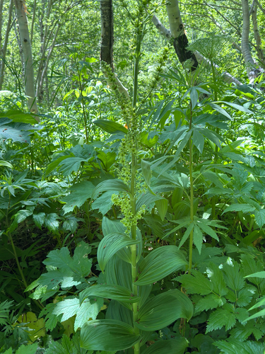 Veratrum oxysepalum, photograph 6