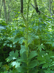 Veratrum oxysepalum, photograph (c) Nikita Lavrenov, some rights reserved (CC BY)