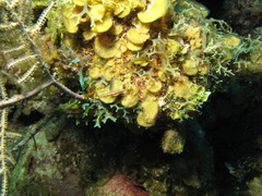 Lucayablennius zingaro