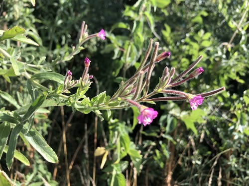 Great Willowherb