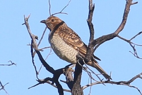 Spotted Bowerbird (Chlamydera maculata), photo 1