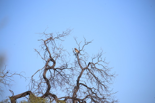 Spotted Bowerbird (Chlamydera maculata), photo 2