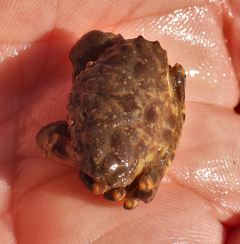 Macromedaeus crassimanus observed 2026-07-14