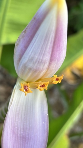 Musa ornata