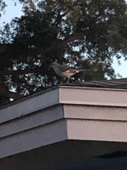 Mimus polyglottos image