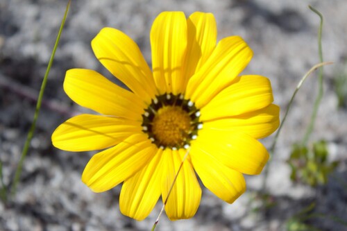 Gazania pectinata, photograph 3