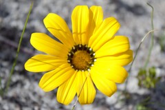 Gazania pectinata, photograph author not stated, no rights reserved