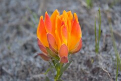 Liparia splendens, photograph author not stated, no rights reserved