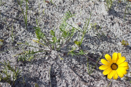 Gazania pectinata, photograph 4