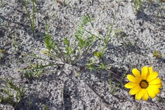 Gazania pectinata, photograph author not stated, no rights reserved