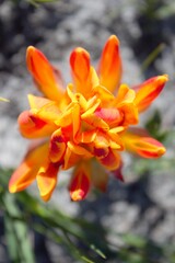 Liparia splendens, photograph author not stated, no rights reserved