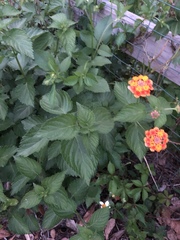 Lantana camara image